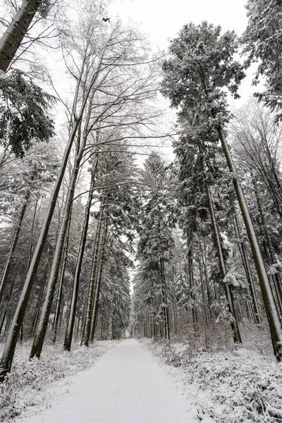 Winter hike in snow from Wilhelmsdorf on the Hoechsten near Illmensee on Lake Constance