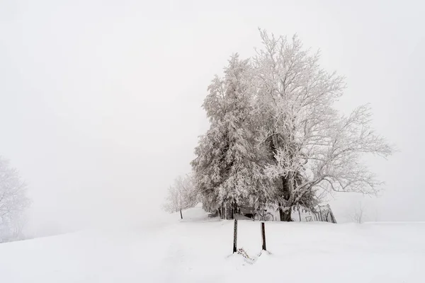 Winter hike in snow from Wilhelmsdorf on the Hoechsten near Illmensee on Lake Constance