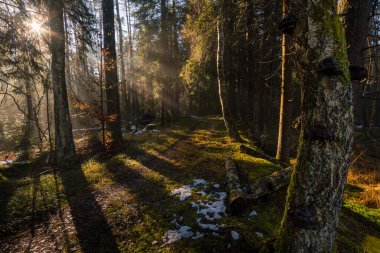 Upper Swabia 'da sabah sisli havada rüya gibi aydınlatma havası.
