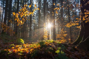 Upper Swabia 'da sabah sisli havada rüya gibi aydınlatma havası.