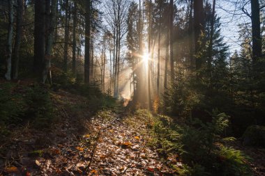 Upper Swabia 'da sabah sisli havada rüya gibi aydınlatma havası.