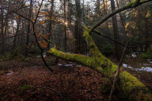 Snová Nálada Osvětlení Během Ranní Procházky Mlhou Horní Švábsku — Stock fotografie