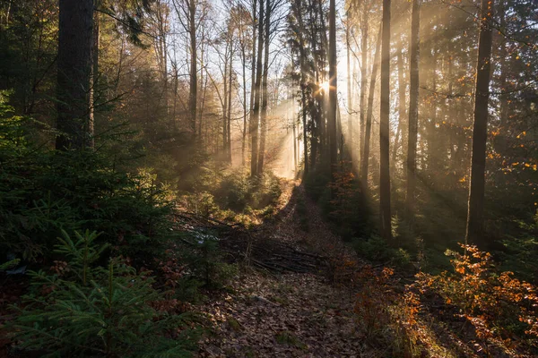 Dreamlike lighting mood during the morning walk through the fog in Upper Swabia