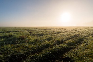 Upper Swabia 'da sabah sisli havada rüya gibi aydınlatma havası.