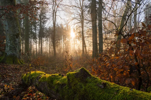 Humeur Éclairage Onirique Pendant Promenade Matinale Dans Brouillard Haute Souabe — Photo