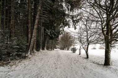 Illmensee yakınlarındaki Hoechsten 'da Constance Gölü' nün kuzeyindeki karla kaplı kış ormanında yürüyüş yapmak.