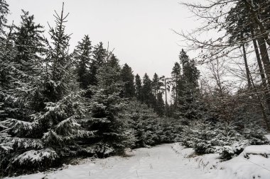 Illmensee yakınlarındaki Hoechsten 'da Constance Gölü' nün kuzeyindeki karla kaplı kış ormanında yürüyüş yapmak.