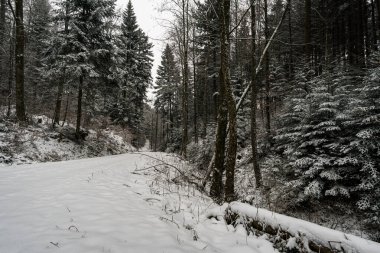 Illmensee yakınlarındaki Hoechsten 'da Constance Gölü' nün kuzeyindeki karla kaplı kış ormanında yürüyüş yapmak.