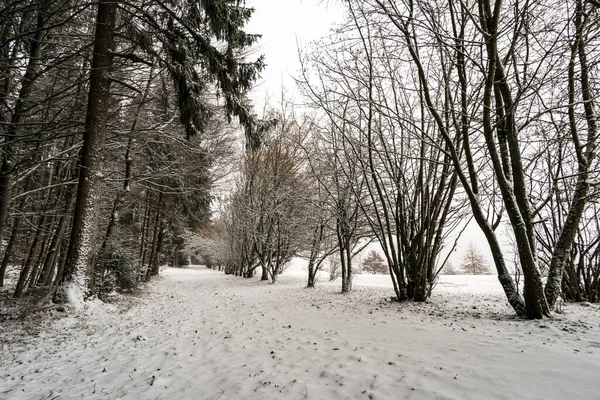 イルメンゼー近くのHoechstenのConstance湖の北の雪に覆われた冬の森をハイキング — ストック写真