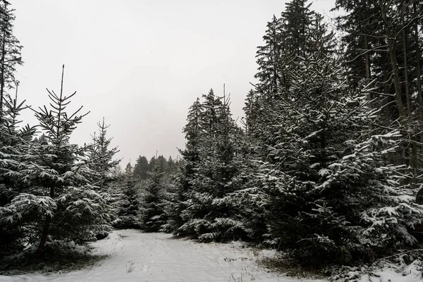 イルメンゼー近くのHoechstenのConstance湖の北の雪に覆われた冬の森をハイキング — ストック写真