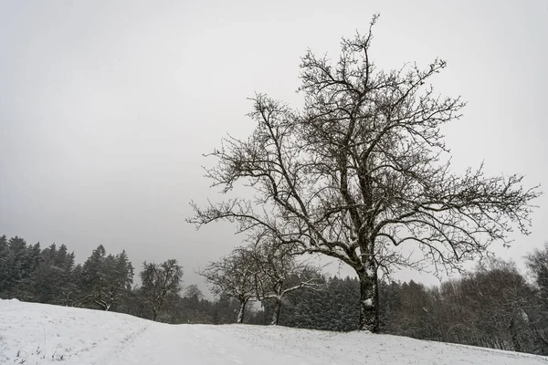 Caminata Través Del Bosque Invierno Cubierto Nieve Norte Del Lago — Foto de Stock