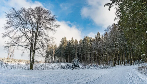 Fantastique Paysage Hivernal Enneigé Près Heiligenberg Sur Lac Constance Pour — Photo