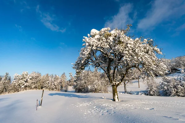 Fantastische Sneeuwschoenentocht Het Winterwonderland Aan Gehrenberg Bij Bodensee — Stockfoto