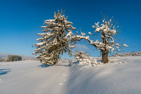 Fantastische Sneeuwschoenentocht Het Winterwonderland Aan Gehrenberg Bij Bodensee — Stockfoto