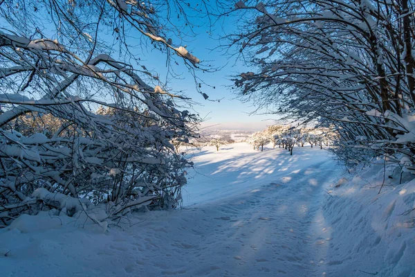 Fantastique Randonnée Raquettes Dans Pays Des Merveilles Hivernales Gehrenberg Près — Photo