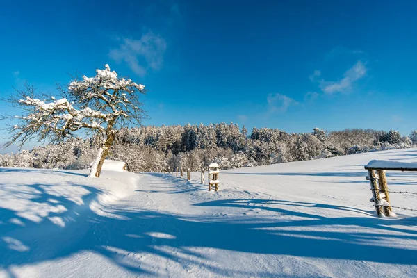 Fantastique Randonnée Raquettes Dans Pays Des Merveilles Hivernales Gehrenberg Près — Photo