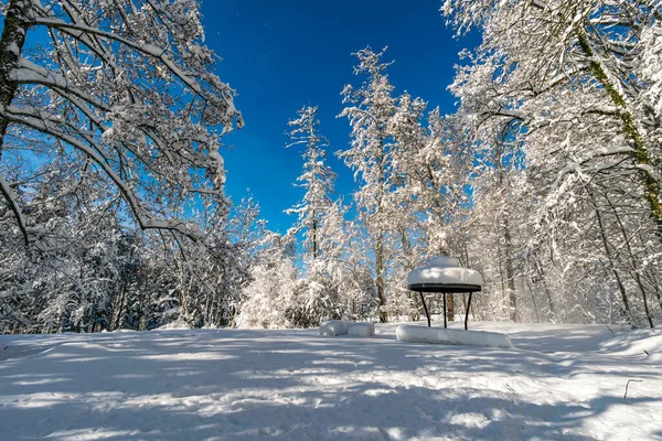 Fantastique Randonnée Raquettes Dans Pays Des Merveilles Hivernales Gehrenberg Près — Photo