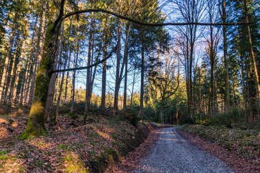 Doğal mücevher Altdorfer Wald. Yukarı Bataklık doğa koruma ve dinlenme alanının yeşil akciğeri.