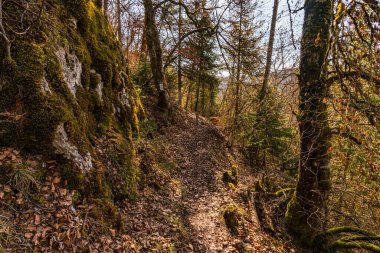 Sigmaringen Gutenstein yakınlarındaki Tuna Vadisi 'nde bahar yürüyüşü