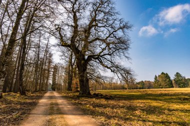 Sigmaringen yakınlarındaki Josefslust vahşi yaşam parkında bahar yürüyüşü, Hohenzollern prenslerinin av sahası.