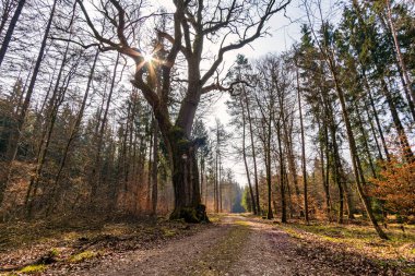 Sigmaringen yakınlarındaki Josefslust vahşi yaşam parkında bahar yürüyüşü, Hohenzollern prenslerinin av sahası.