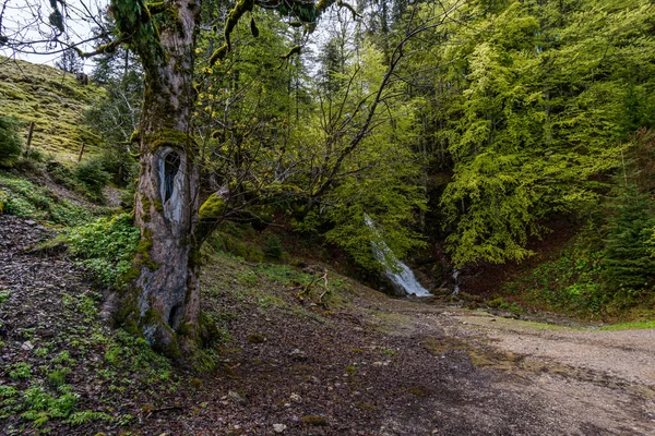 Krásná Horská Túra Podél Prémiové Stezky Alpenfreiheit Poblíž Oberstaufen Steibis — Stock fotografie