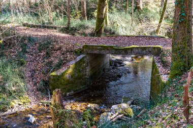 Baharda Yukarı Bataklık 'ta bir ormanda yürüyüş. Taze çiçekler, çiçekler, arılar ve böceklerle.