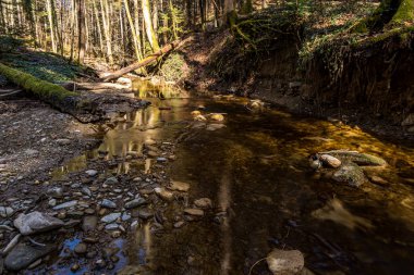 Baharda Yukarı Bataklık 'ta bir ormanda yürüyüş. Taze çiçekler, çiçekler, arılar ve böceklerle.