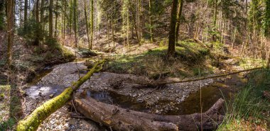Baharda Yukarı Bataklık 'ta bir ormanda yürüyüş. Taze çiçekler, çiçekler, arılar ve böceklerle.