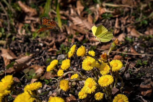 Πετώντας Μέλισσες Την Άνοιξη Κίτρινα Άνθη Λουλουδιών Στο Δάσος Στην — Φωτογραφία Αρχείου