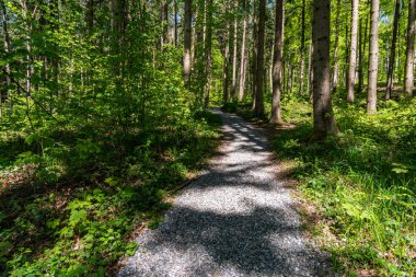 Markdorf yakınlarındaki Gehrenberg 'de Constance Gölü' ndeki yürüyüş parkurunun muhteşem manzarası.