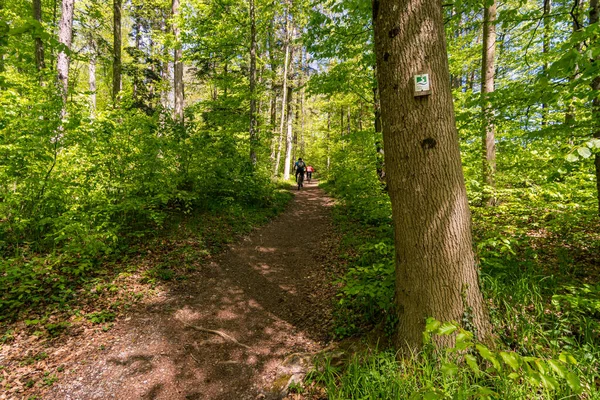 Vues Fantastiques Sur Sentier Randonnée Premium Sur Gehrenberg Près Markdorf — Photo