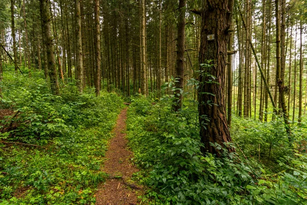 Maravilhosa Caminhada Pela Reserva Natural Laucherttal Parque Natural Obere Donau — Fotografia de Stock