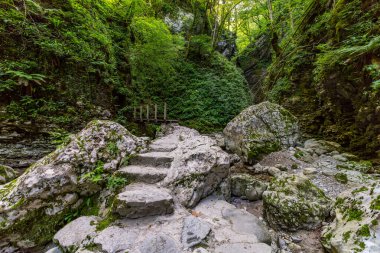 Serene ormanı rüzgarları yemyeşil Slovenya 'ya doğru esiyor. Gizli Kozjak şelalesine doğru. Huzuru ve doğal güzelliği çağrıştırıyor.