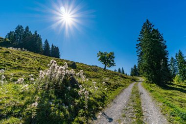 Bereketli yeşillikler ve çiçek açan kır çiçekleriyle çevrili güneşli bir dağ yolu boyunca sakin bir yürüyüş huzur ve macerayı çağrıştırıyor.