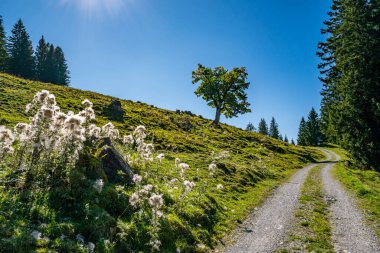 Bereketli yeşil tepelerde huzur ve doğal güzelliği çağrıştıran berrak mavi gökyüzünün altında narin kır çiçekleriyle süslenmiş sakin bir yürüyüş yolu.