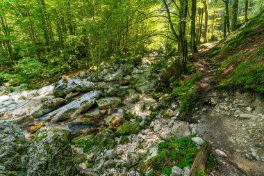 Yoğun ormanlarda akan suları takip eden sakin bir yürüyüş, Slovenya 'nın Soca Vadisi doğasının barışçıl özünü yakalıyor.