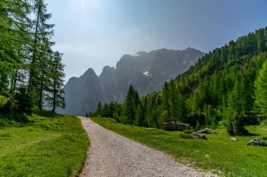 Sakin bir çakıl taşı, canlı yeşil ormanların arasından yumuşak gün ışığı altında görkemli tepelere doğru esiyor. Barış ve macera çağrıştırıyor.