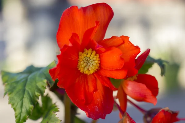 Red Begonia — Stock Photo, Image