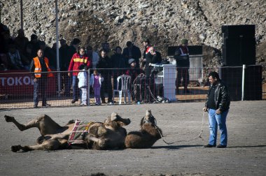 Deve güreşi Festivali