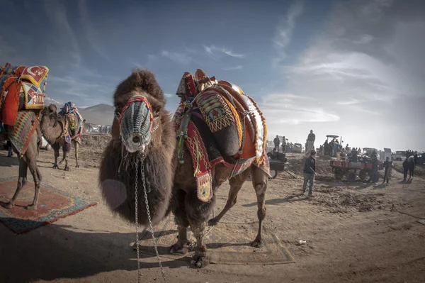 Kameel worstel festival — Stockfoto