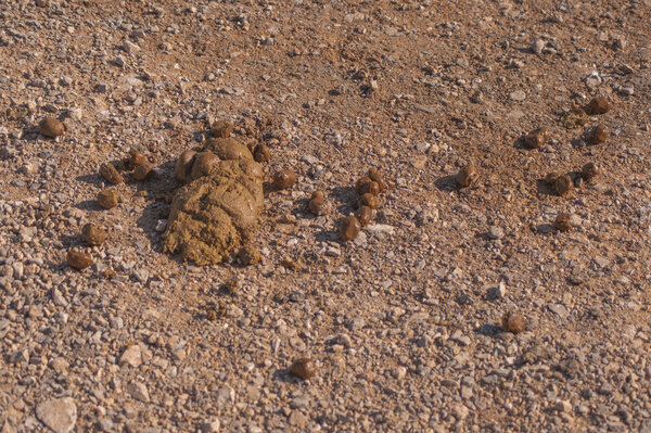 Camel shit on ground