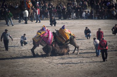 Deve güreşi Festivali