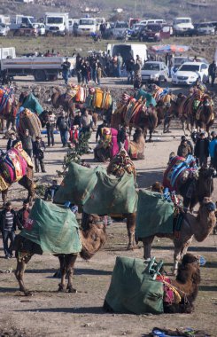 Deve güreşi Festivali