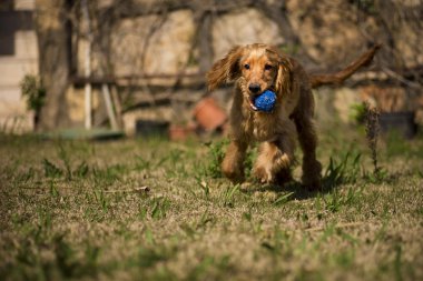 Golden yavru ve bir mavi top.