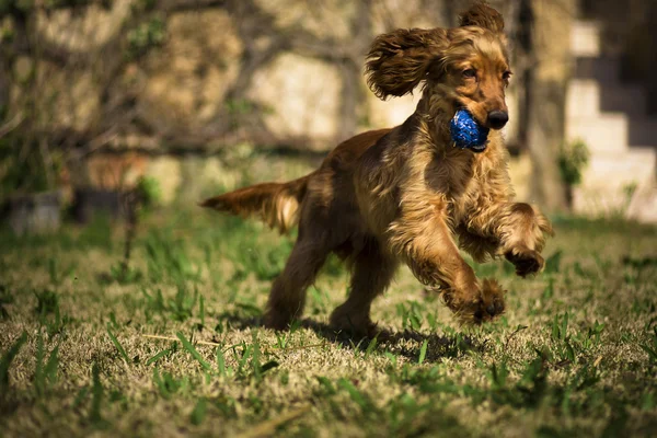 Altın cocker ve mavi top.