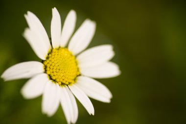 Daisy makro çekim