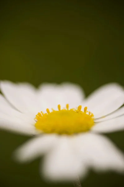 Gänseblümchen-Makroschuss — Stockfoto