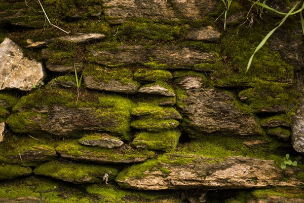 Mossy stone texture — Stock Photo, Image