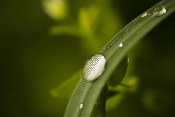 Gotas de agua sobre hierba —  Fotos de Stock